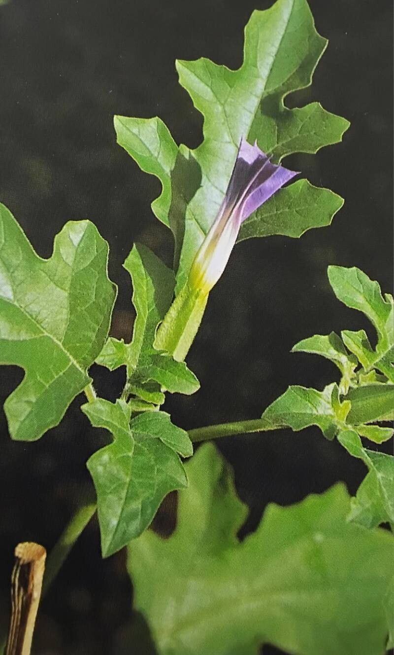 Datura quercifolia — search result for 'Datura'