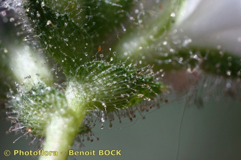 Ononis baetica fruit