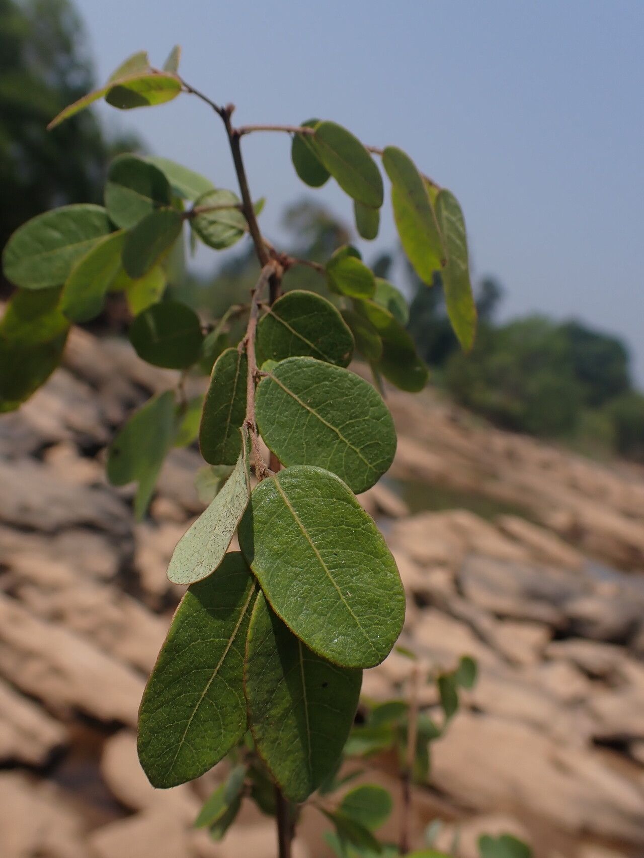 Phyllanthus polyspermus — houseplant care guide