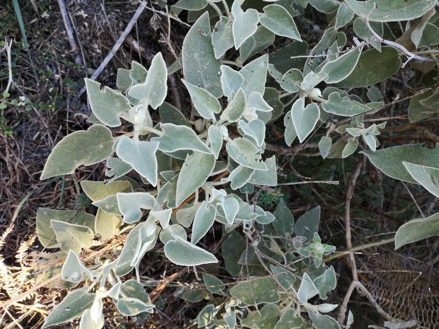 Sideritis macrostachya — houseplant care guide