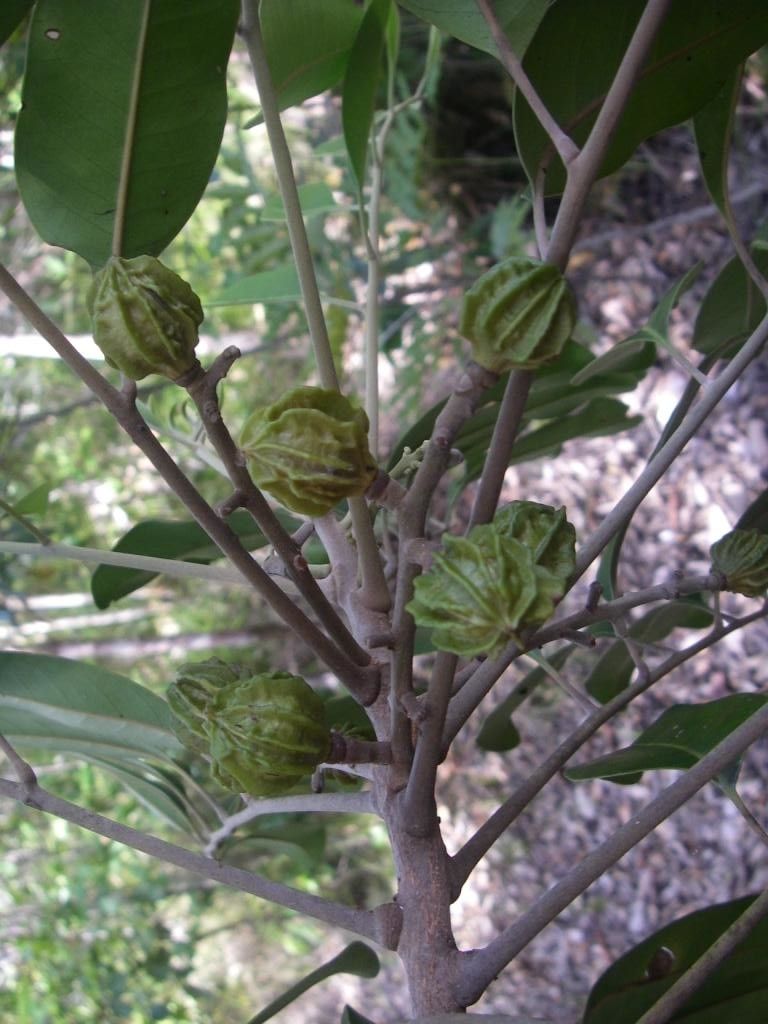 Dysoxylum minutiflorum bark