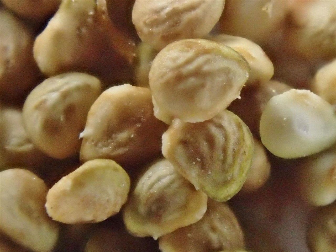 Potentilla supina fruit