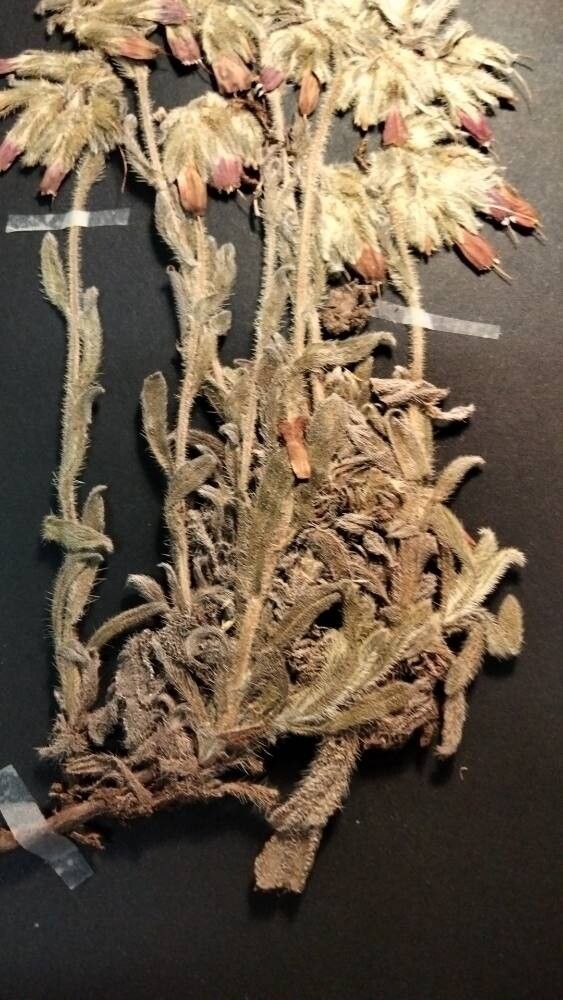 Onosma oreodoxa — houseplant care guide