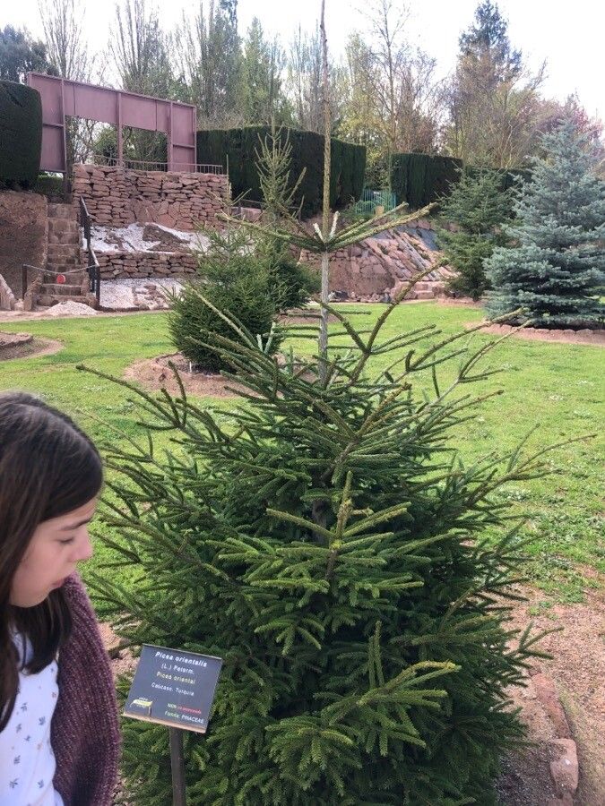 Picea orientalis leaf