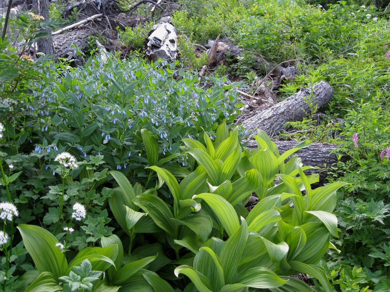 Mertensia paniculata habit