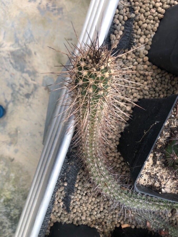 Echinopsis thelegona — search result for 'Echinopsis'