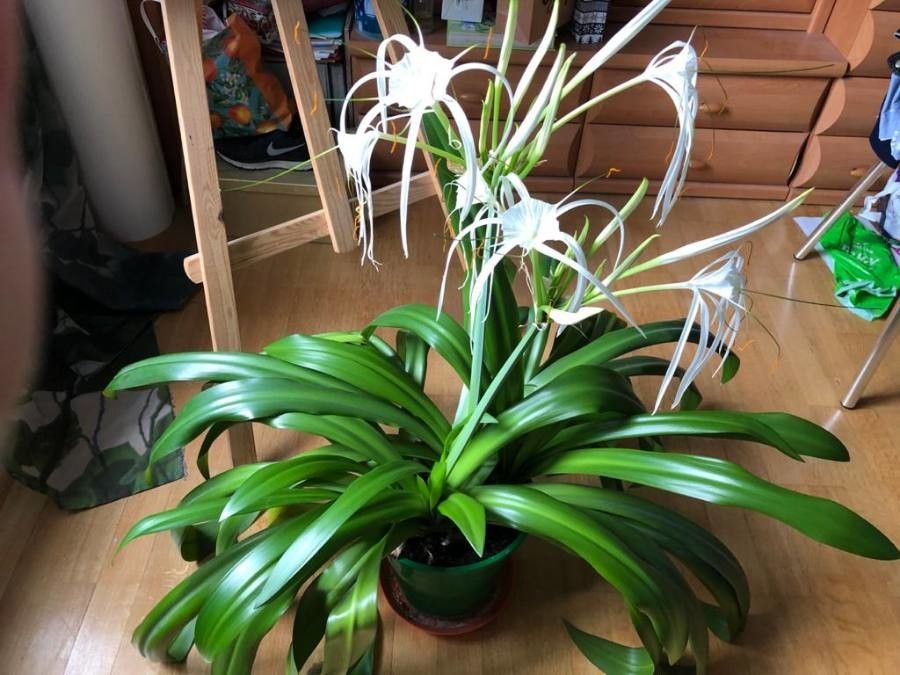 Ismene × deflexa — related species from the same genus