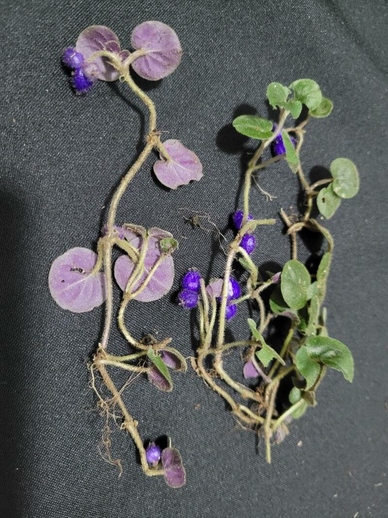 Coccocypselum condalia leaf