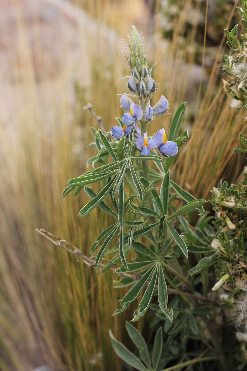 Lupinus subacaulis — search result for 'Lupinus'