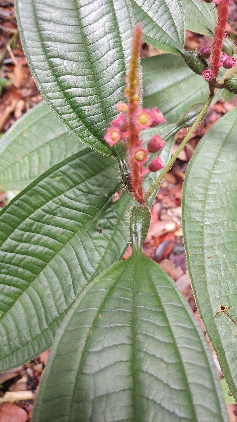 Miconia nervosa flower
