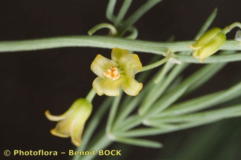 Asparagus macrorrhizus flower