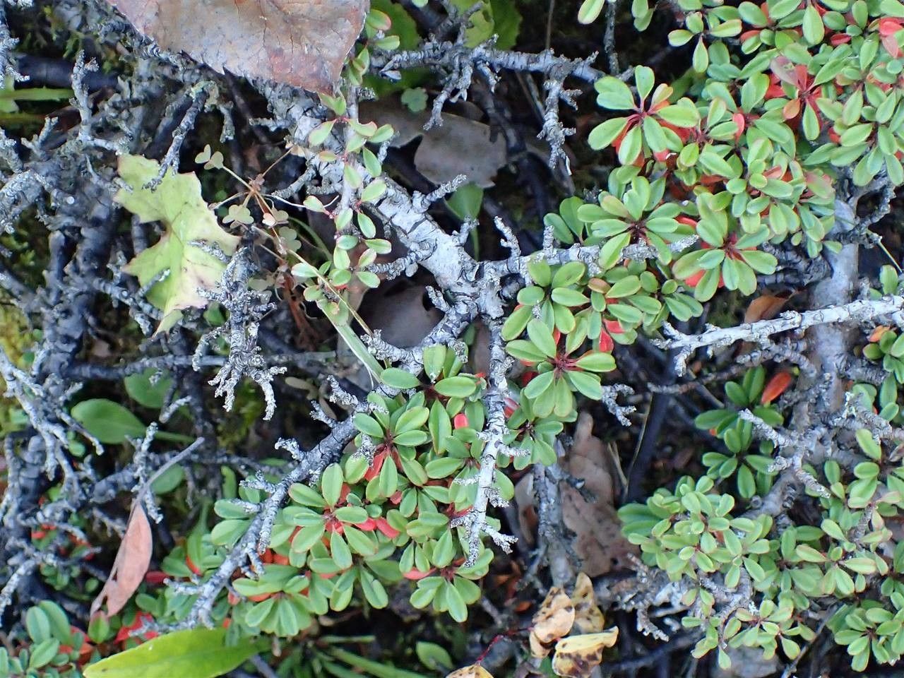 Cotoneaster congestus habit