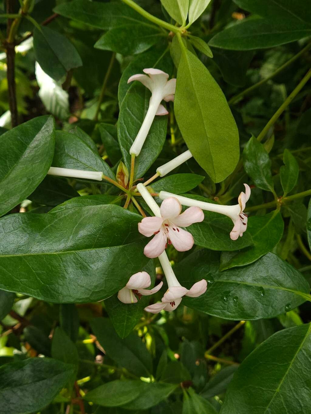 Rhododendron loranthiflorum flower