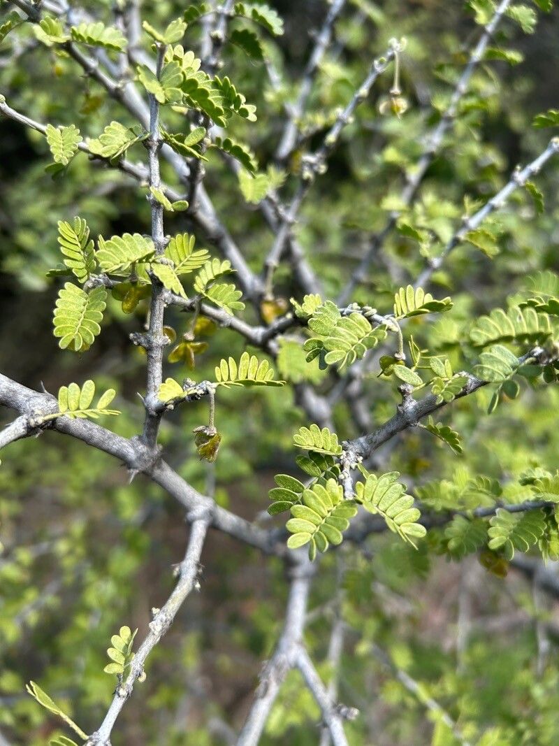 Porlieria chilensis — related species from the same genus