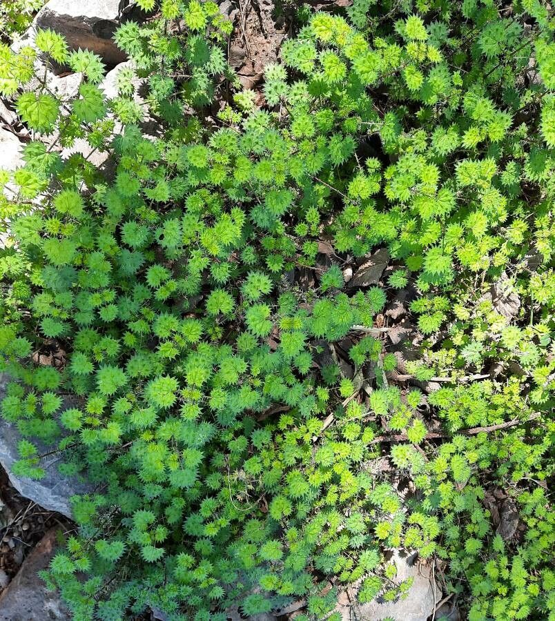 Urtica bianorii habit