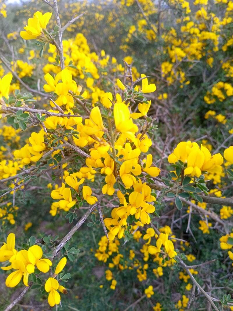 Cytisus infestus flower