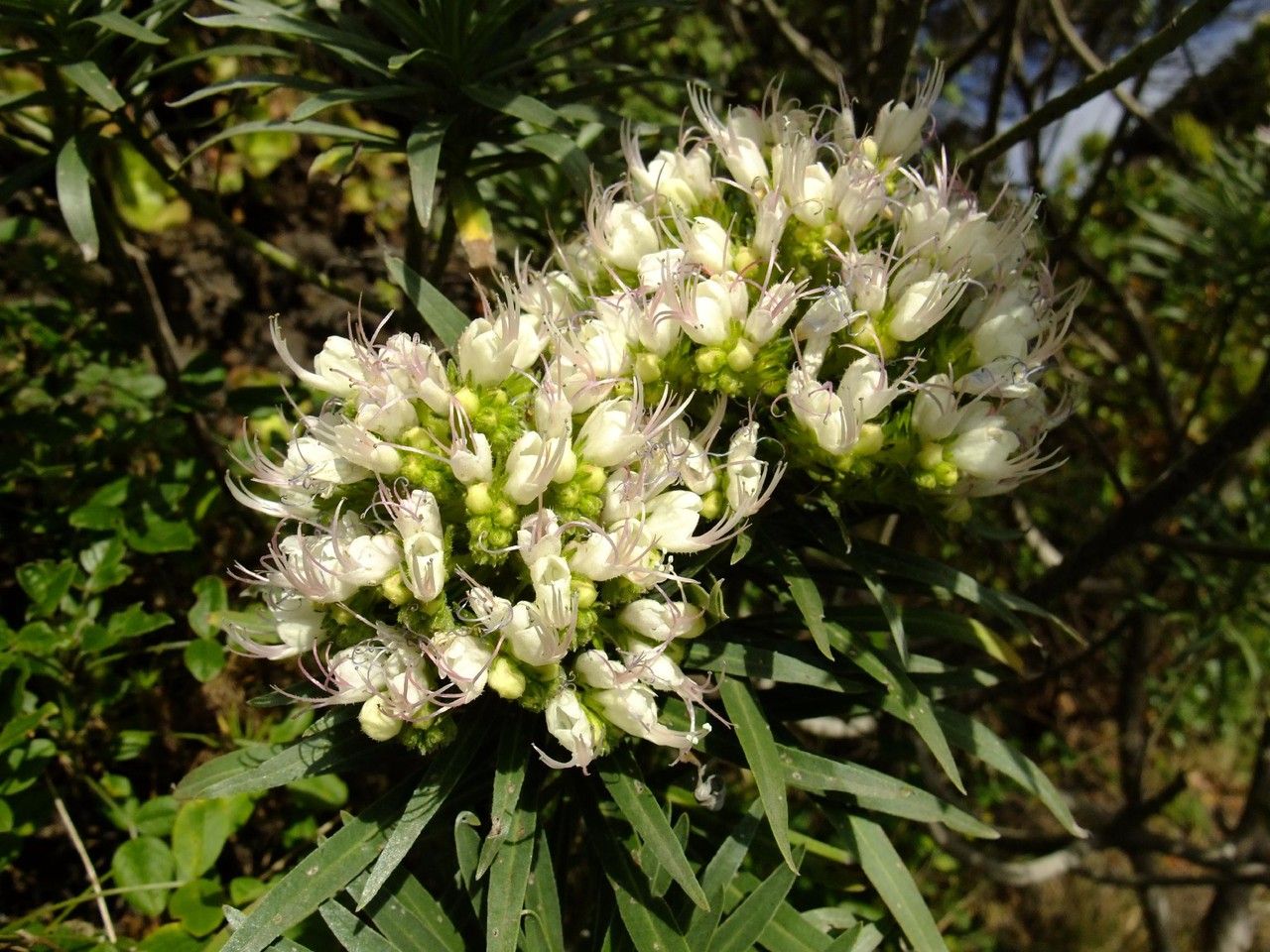 Echium giganteum flower
