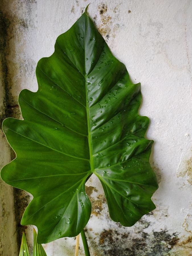 Philodendron platypetiolatum — search result for 'Philodendron'