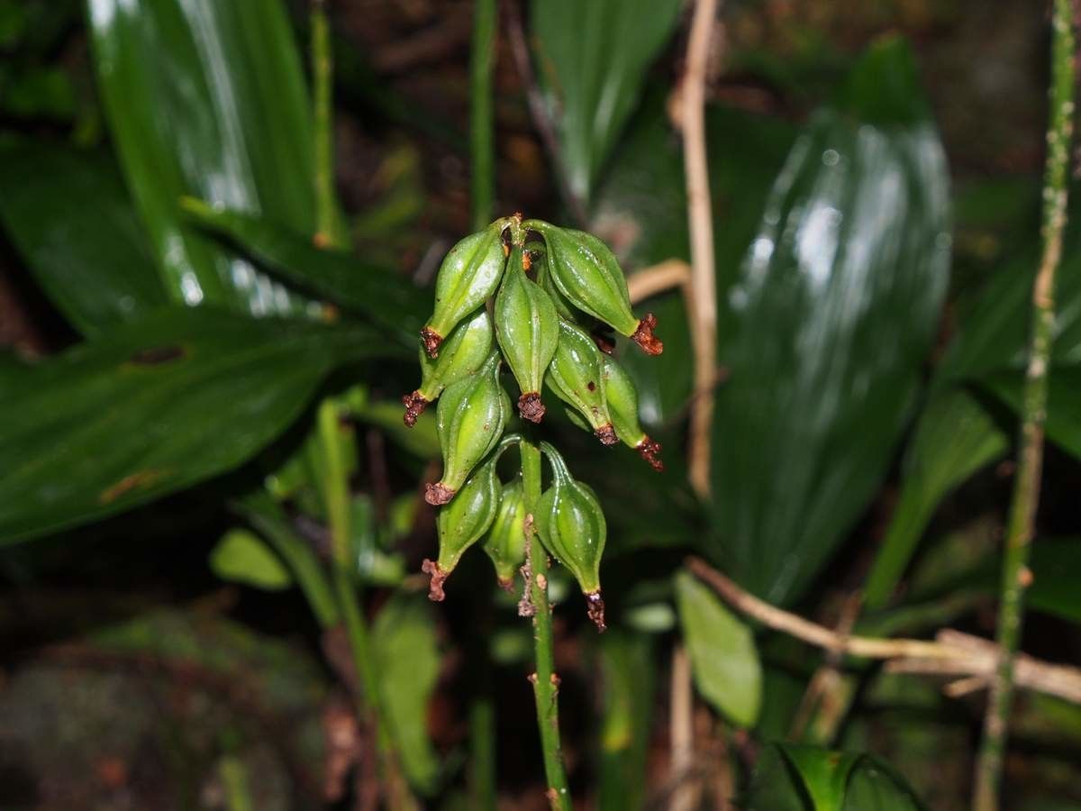 Eulophia moratii fruit