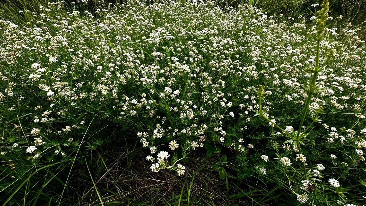 Dorycnium herbaceum habit