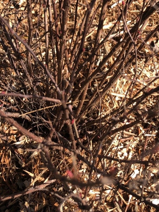 Spiraea × bumalda bark