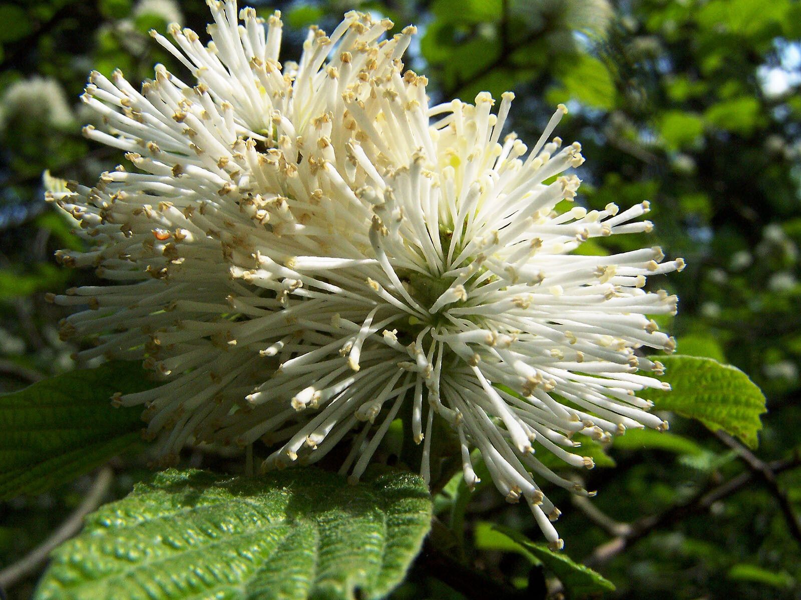 Fothergilla latifolia flower