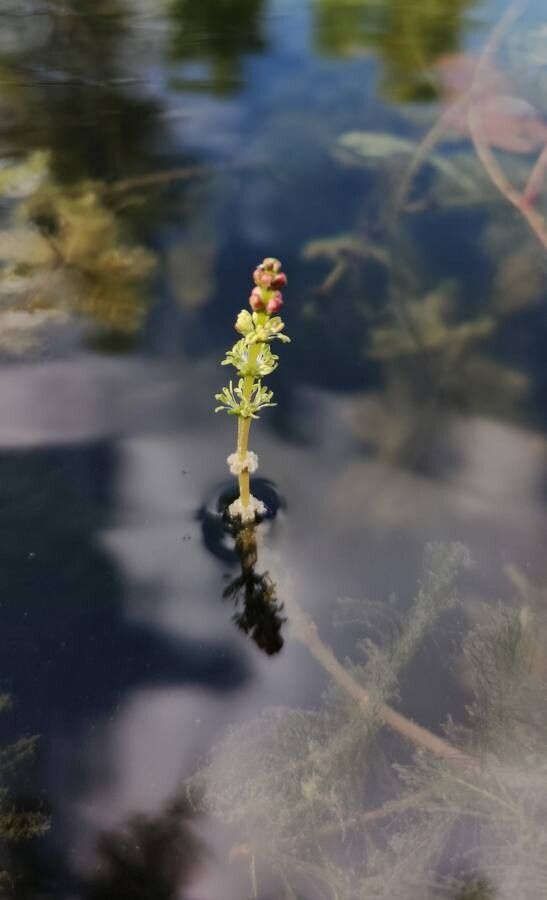 Myriophyllum spicatum flower