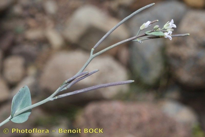 Arabis conringioides bark