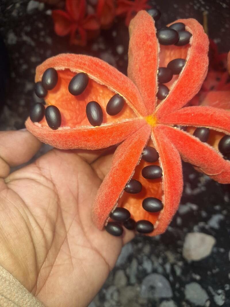 Sterculia foetida flower