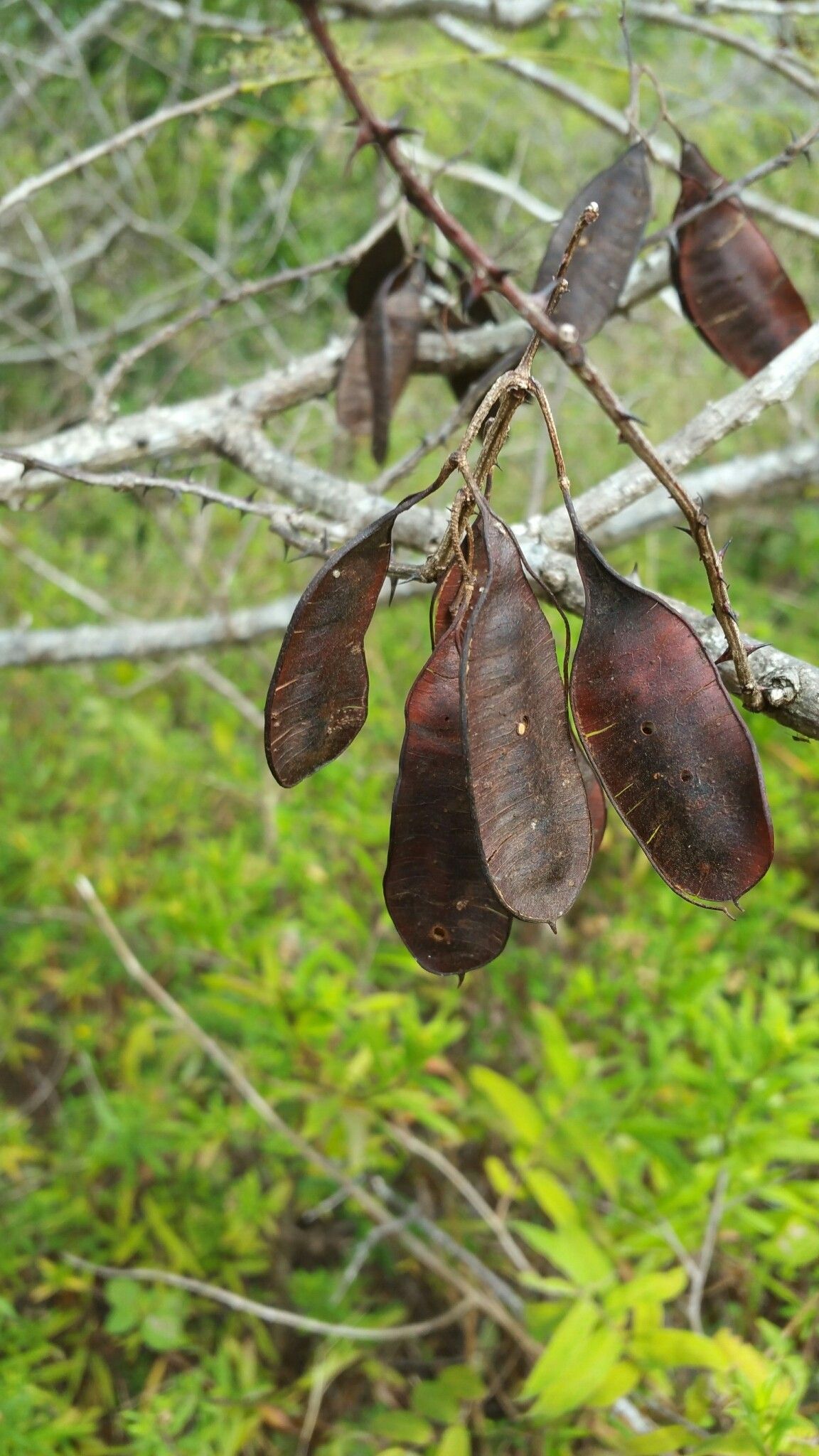 Mimosa lingvatouana fruit
