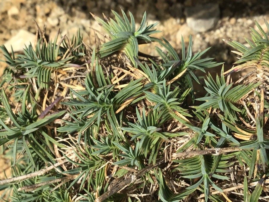 Dianthus laricifolius leaf