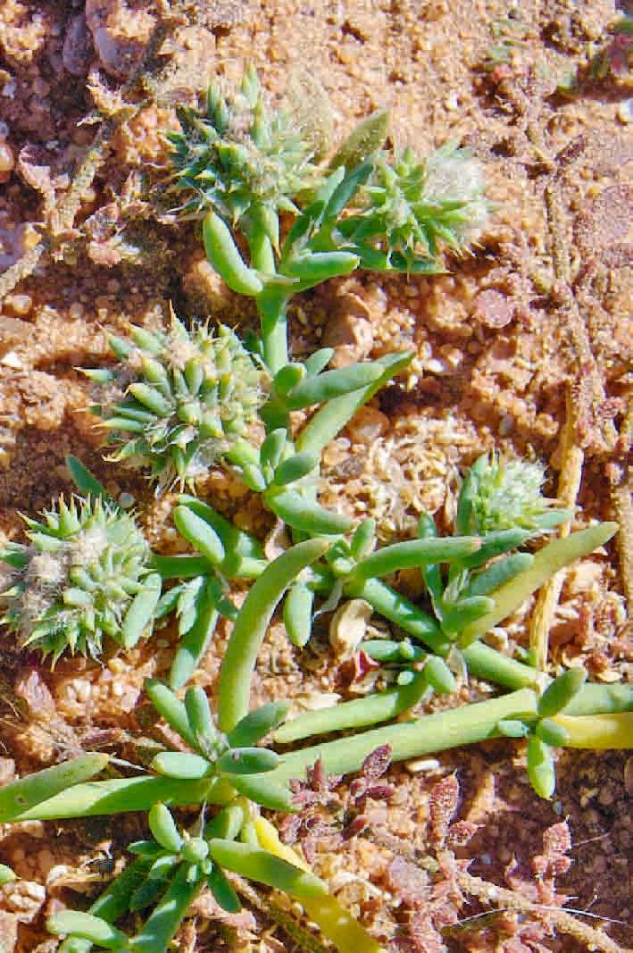 Gymnocarpos sclerocephalus fruit