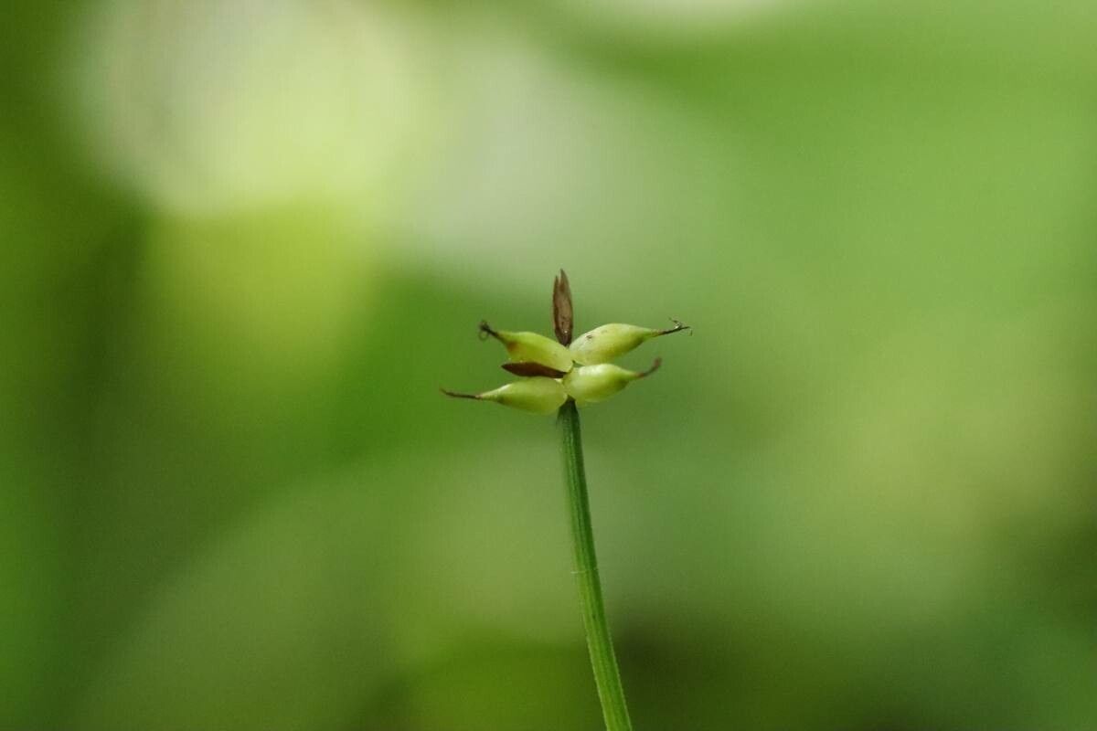 Carex hakonensis — houseplant care guide