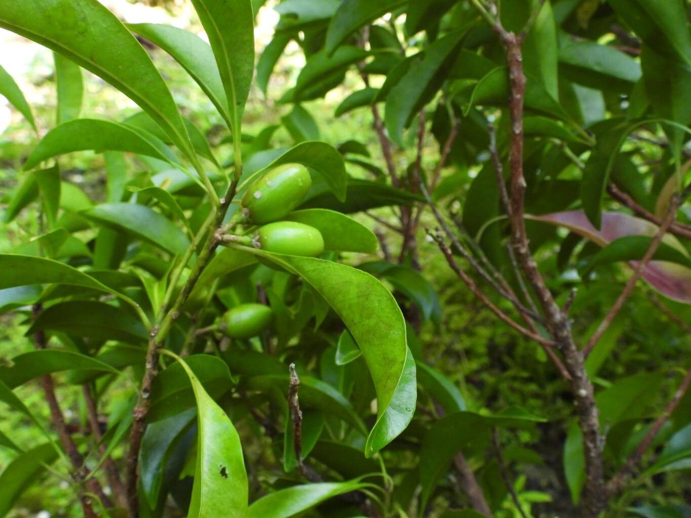 Planchonella chartacea leaf