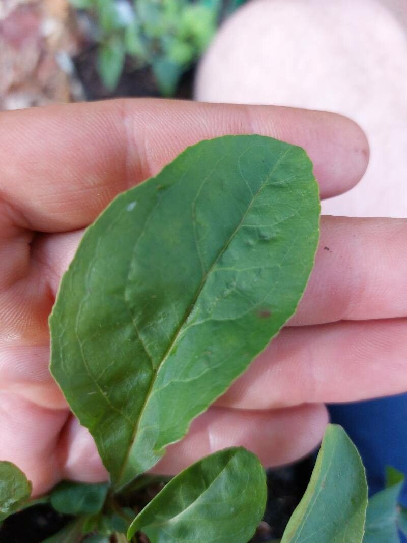 Penstemon calycosus leaf