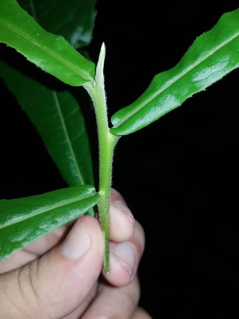 Meliosma clandestina leaf