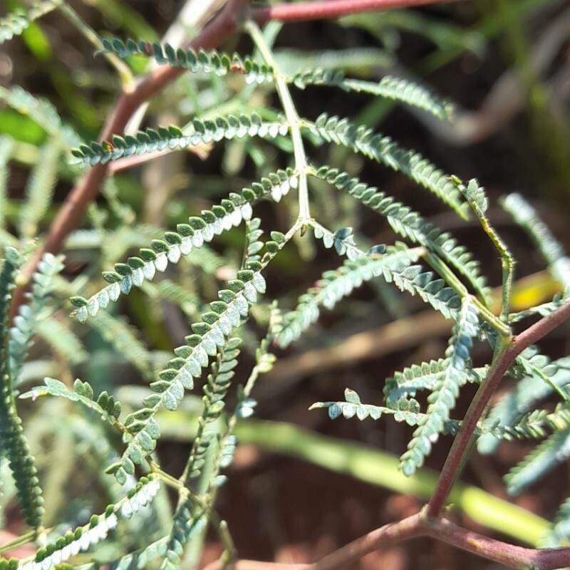 Mimosa bifurca — search result for 'Mimosa'