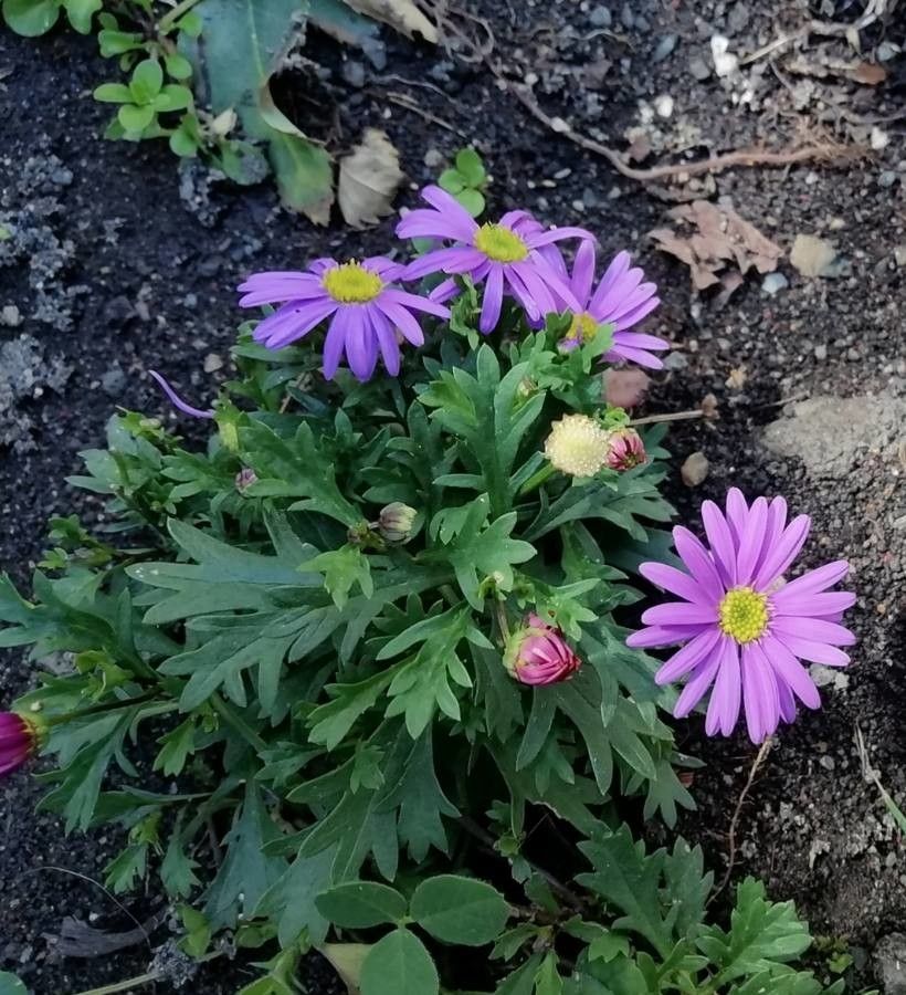 Brachyscome graminea flower