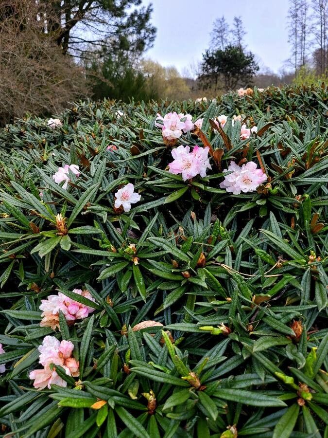 Rhododendron roxieanum flower