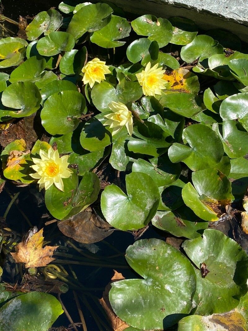 Nymphaea mexicana habit