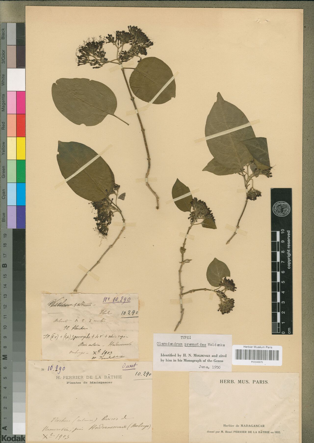 Clerodendrum premnoides — houseplant care guide