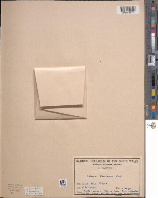 Solanum bauerianum — houseplant care guide