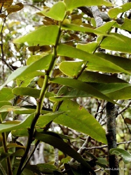 Phyllanthus tireliae habit