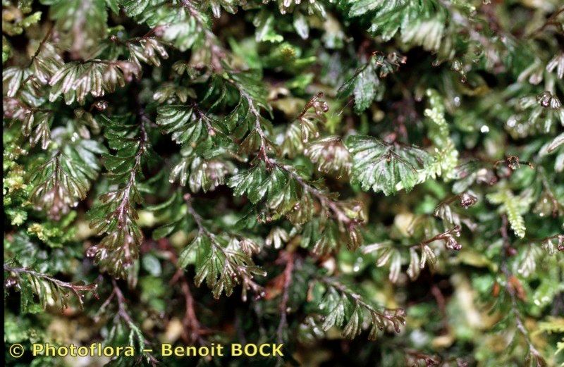 Hymenophyllum wilsonii other