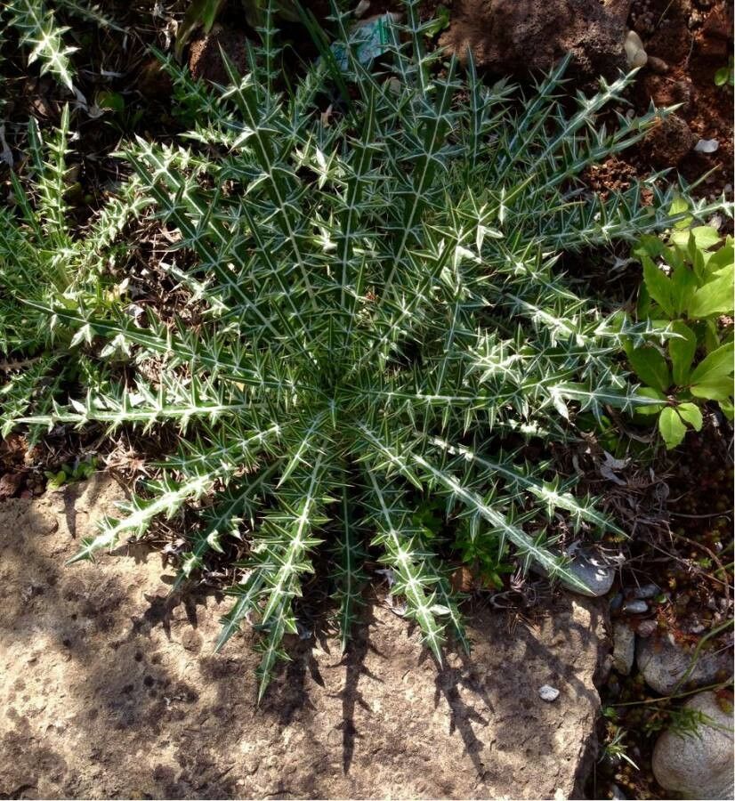 Argemone mexicana — search result for 'Papaveraceae'