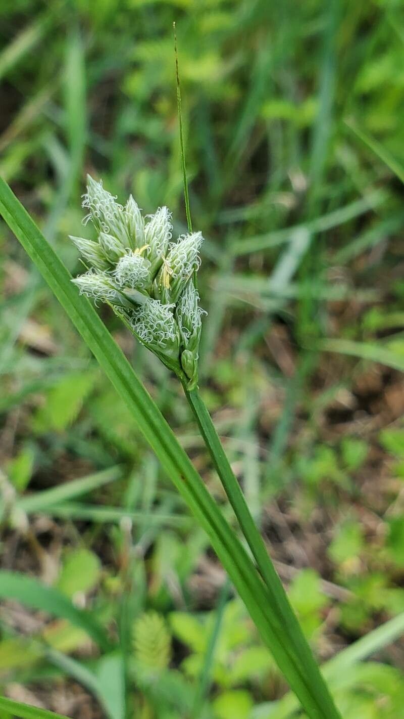 Carex longii flower