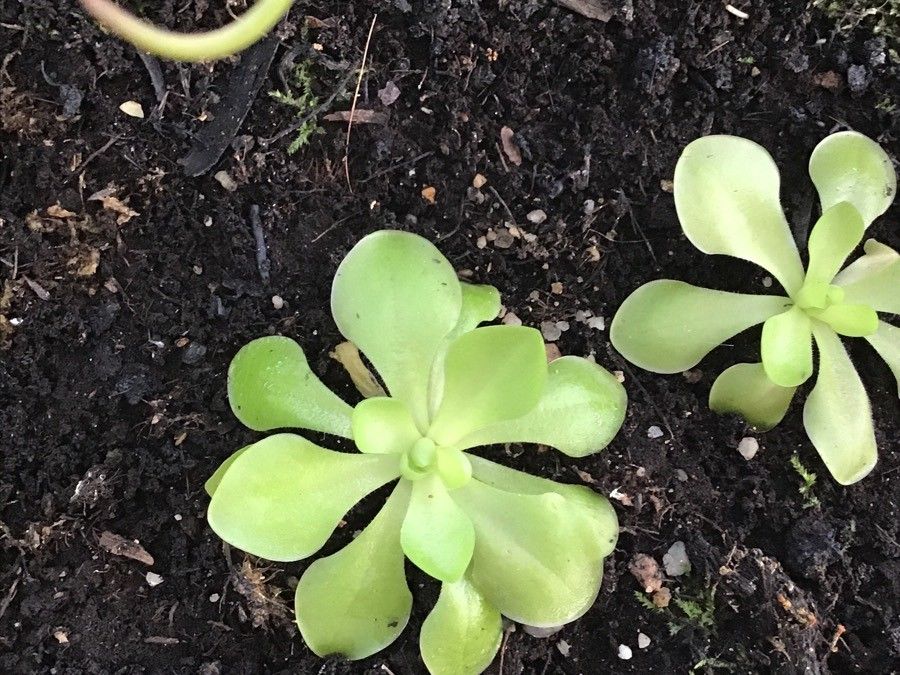 Pinguicula jaumavensis — houseplant care guide