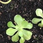 Pinguicula jaumavensis