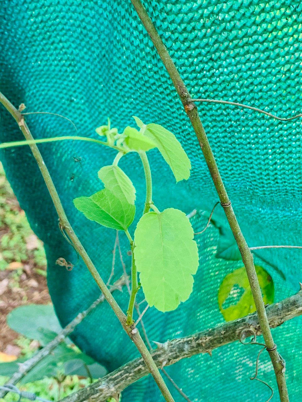 Passiflora miniata bark
