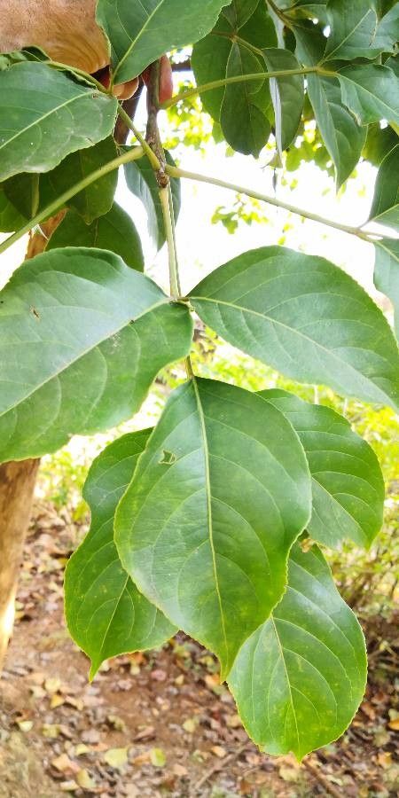 Bischofia polycarpa leaf
